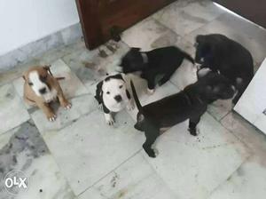 Brown, White And Black Puppies