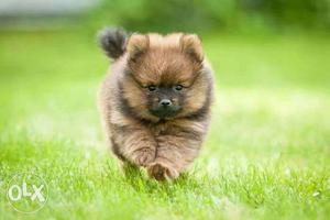 Brown miniature Pomeranian Puppies available pure breed
