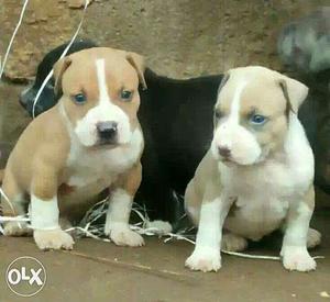 Cal Quality Pitbull Puppies Healthy And Quality