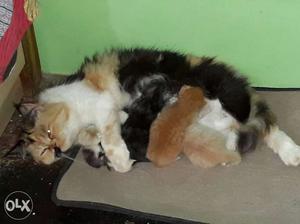 Calico Persian Cat With Kittens