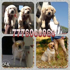 Champion line Labrador male puppies in Pune