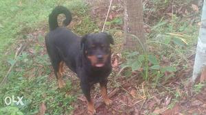 Champion lineage female rottweiler for sale