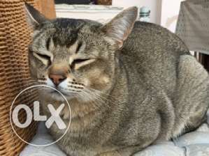 Chausie Egypt Cat
