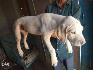 Chennai.pak.bully.puppies available