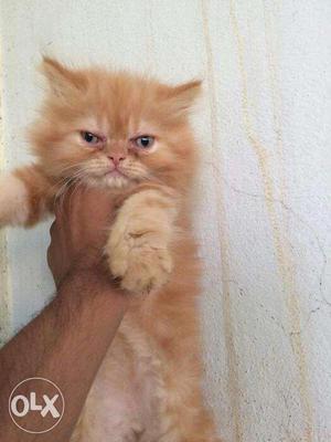 Chip price good quality Persian cat kitten For