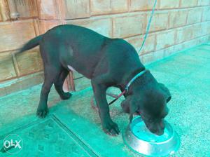 Chocolate labrador for sale in bhuj