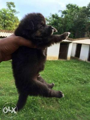Culture pom male pups Available pom lineup age 34
