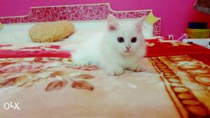 - Cute Persian kitten - Playfull - Healthy Breed