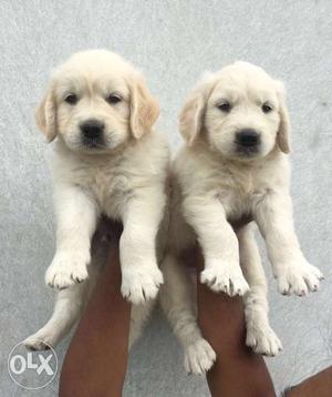 Cute friendly Golden Retriever