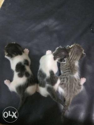 Cute little kittens 20 days old