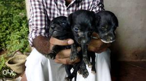 Dachshund cross puppies for sale