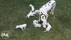 Dalmatian puppies male female available