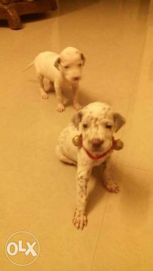 Dalmation puppies avilable 