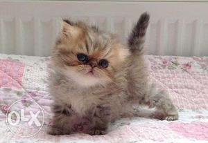 Delhi persian cat kitten sale best price CASH on delivery