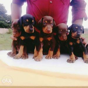 Doberman Male female puppies available