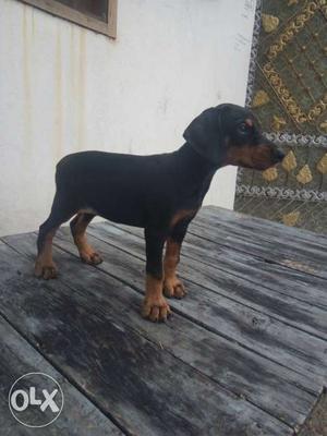 Doberman female 2 months available