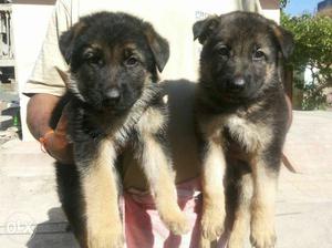 Double coat German Shepherd available at
