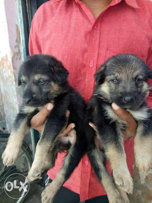 Double coat heavy bone German shepherd puppies
