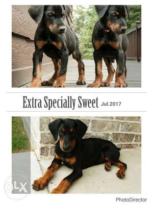 Each puppy price of doberman pincher female no