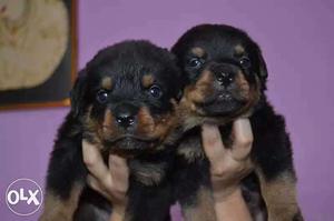 Excellent Body Posture Rottweiler Puppies Only At Your K.k