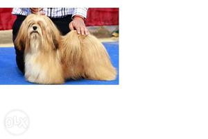Excellent quality of Lhasa Apso puppies available for sale