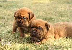 Excellent show quality French Mastiff puppies.