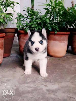Excellent show quality Siberian husky puppies.