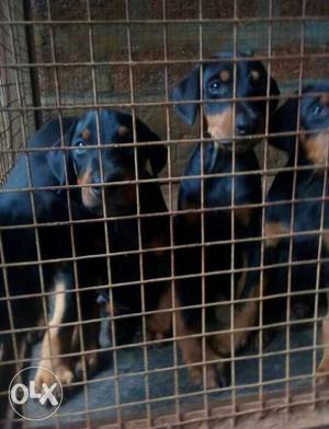 Extraordinary Doberman pups both male and female