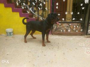 Extraordinary Rottweiler male available for sale)