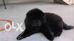 FRENCH KENNEL i have black chow chow puppies for sell IF you