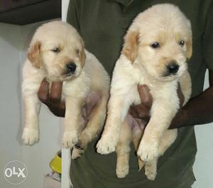 Father champion golden retriever puppy available