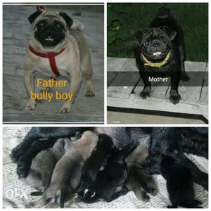 Fawn And Black Pawn Pugs