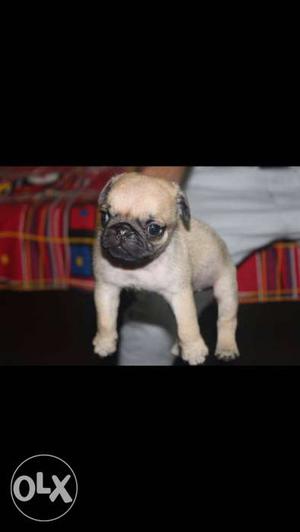 Fawn colour pug male in amritsar.. full under
