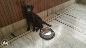 Female labrador pup 3 mnths with leash and 2 kg