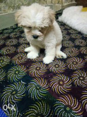 Female lhasa puppy very active, healthy and playfull..