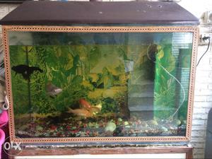 Fish eqerium is good condition size 3 feet by 1.5