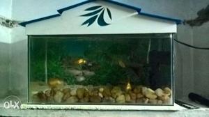 Fish tank and fish i went to sale