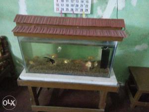 Fish tank table filter and fish price 