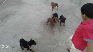 Five Rust And Black Doberman Pinscher Puppies for sale..