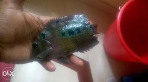 Flowerhorn female available for cheap price