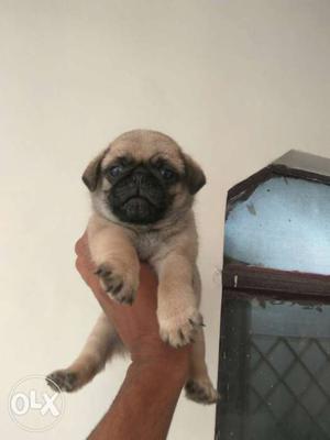 Fon Pug female puppy for sale