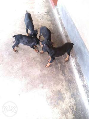 Four Black And Tan Doberman Pinscher Puppies