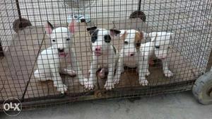 Four White Short Coated Puppies In Cage