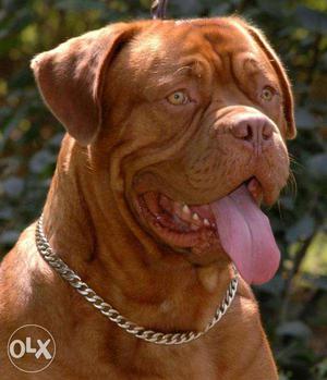 French Mastiff Dog /-