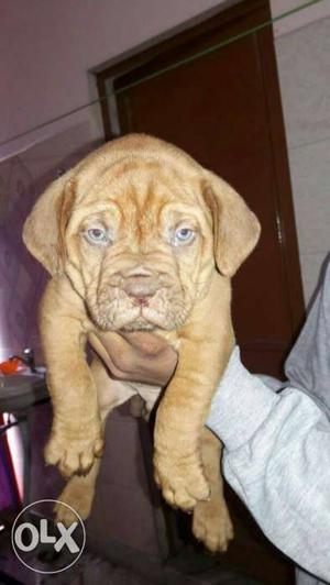 French masttiff dogs for sell puppy availabke