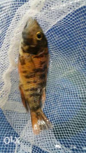 Fresh five colour cichlids fish 4 inch in