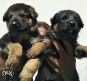 GSD pups available