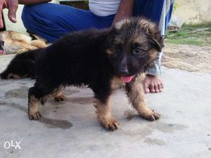 German Shepard puppies (female puppies for )