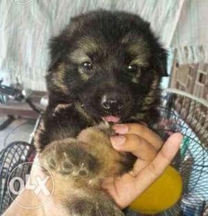 German Shepherd Puppy