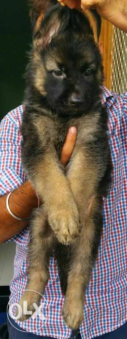 German Shepherd male female for sale